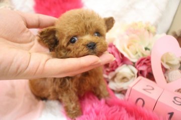 トイプードル(ティーカップ)【大阪府・女の子・2020年4月16日・レッド】の写真「チビチビの女の子❤️」