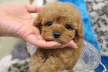 トイプードル(ティーカップ)【大阪府・男の子・2019年1月10日・レッド】の写真「女の子みたいな男の子♫」