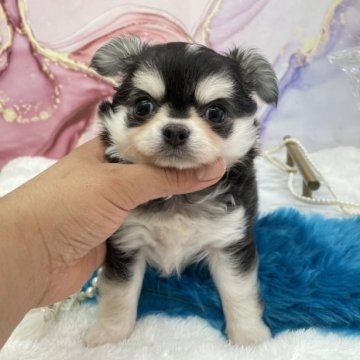 チワワ(ロング)【大阪府・男の子・2023年3月23日・ブラッククリーム】の写真「ハスキーカラーの男の子🚹」