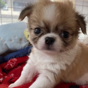 チワワ(ロング)【大阪府・女の子・2023年3月30日・レッド&ホワイト】の写真「小ぶりの女の子👧」