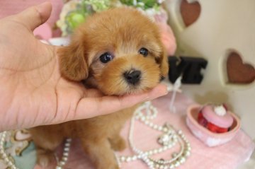 トイプードル(タイニー)【大阪府・女の子・2018年6月14日・レッド】の写真「お目目の大きな女の子♪」