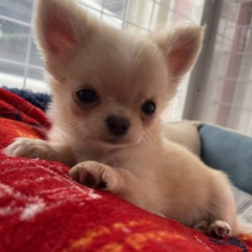 チワワ(ロング)【大阪府・女の子・2023年3月9日・クリーム】の写真「小ぶりの女の子₍˄·͈༝·͈˄*₎◞ ̑̑」