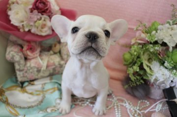 フレンチブルドッグ【大阪府・男の子・2018年5月17日・クリーム】の写真「小ぶりの男の子♪」