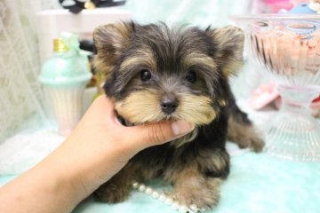 ヨークシャーテリア【大阪府・女の子・2016年5月16日・スチールブルー&タン】の写真「サイズ確定！極小ちゃん❤️」