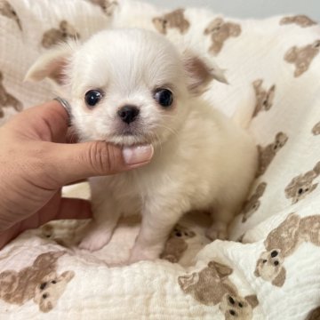 チワワ(ロング)【大阪府・男の子・2024年9月15日・クリーム】の写真「離れ目垂れ目君🤍」