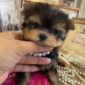 ヨークシャーテリア【大阪府・女の子・2022年11月10日・スチールブルータン】の写真「チビチビガール❤️」