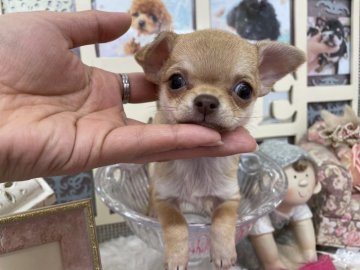 チワワ(スムース)【大阪府・女の子・2021年11月23日・フォーン】の写真「小ぶりのスムチーちゃん❤️」