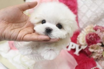 マルチーズ【大阪府・女の子・2020年2月24日・ホワイト】の写真「べっぴんさん❤️」