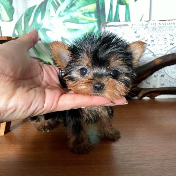 ヨークシャーテリア【大阪府・男の子・2024年1月16日・スチールブルータン】の写真「1番おチビの男の子👦」