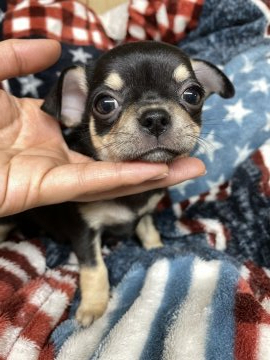 チワワ(スムース)【大阪府・女の子・2021年12月24日・ブラックタン】の写真「スムチーちゃん❤️」