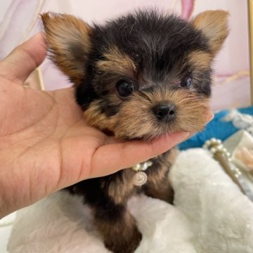 ヨークシャーテリア【大阪府・男の子・2023年6月13日・スティールブルー&タン】の写真「小ぶりの男の子👦黄色君🟡」