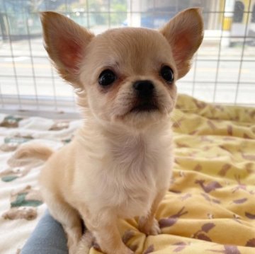 チワワ(ロング)【大阪府・女の子・2023年6月22日・クリーム】の写真「癒し系女子😌」