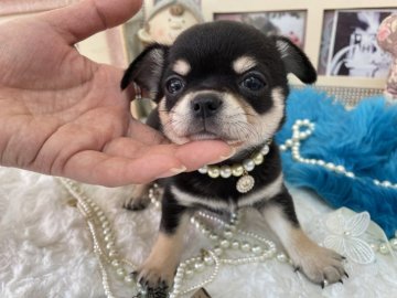 チワワ(スムース)【大阪府・男の子・2021年9月9日・ブラックタン】の写真「お父さんJKCチャンピオン👑」