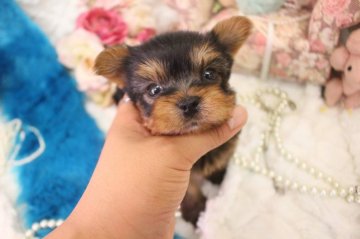 ヨークシャーテリア【大阪府・男の子・2019年7月29日・スチールブルータン】の写真「お目目の大きな男の子！」