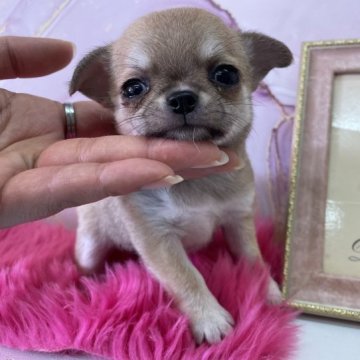 チワワ(スムース)【大阪府・女の子・2023年3月25日・レッド】の写真「小ぶりのレッドちゃん❤️」