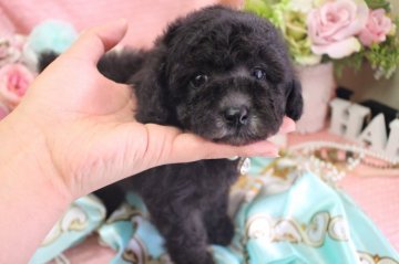 トイプードル(タイニー)【大阪府・女の子・2018年2月1日・シルバー】の写真「毛量抜群の女の子♫」