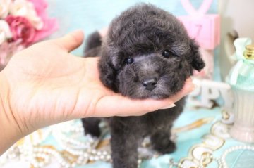 トイプードル(タイニー)【大阪府・男の子・2018年7月26日・シルバー】の写真「癒し系の男の子♪」