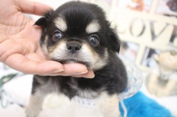 チワワ(ロング)【大阪府・男の子・2020年9月24日・ブラックタン】の写真「ドワーフタイプの男の子💙」
