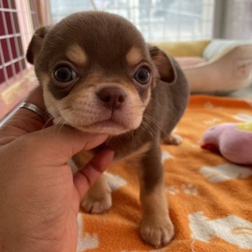 チワワ(スムース)【大阪府・男の子・2023年3月23日・チョコタン】の写真「綺麗なチョコタン君🤩」