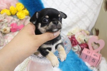 チワワ(スムース)【大阪府・男の子・2020年4月9日・ブラックタン】の写真「ぽわんとおとぼけ君💛」