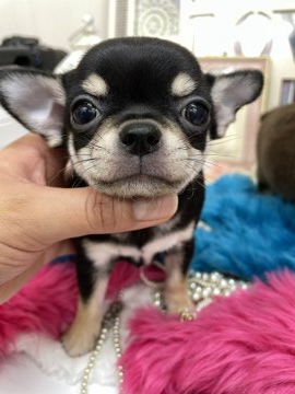 チワワ(スムース)【大阪府・男の子・2021年12月30日・ブラックタン】の写真「イケメンボーイ💙」