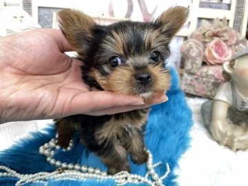 ヨークシャーテリア【大阪府・男の子・2021年12月25日・スチールブルータン】の写真「小ぶりの男の子💙」