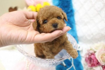 トイプードル(ティーカップ)【大阪府・男の子・2020年4月16日・レッド】の写真「小ぶりの男の子💙」