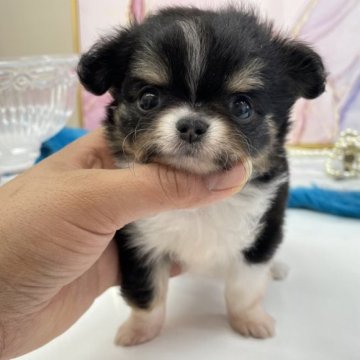 チワワ(ロング)【大阪府・男の子・2023年3月9日・ブラックタン&ホワイト】の写真「お目目クリクリ👀」