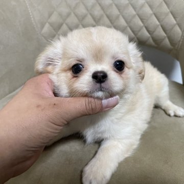 チワワ(ロング)【大阪府・男の子・2024年4月25日・クリーム】の写真「たれ目の僕ちゃん🧡」