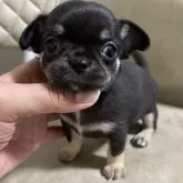 チワワ(スムース)【大阪府・女の子・2024年4月15日・ブラックタン】の写真1