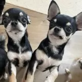 チワワ(スムース)【大阪府・男の子・2024年4月18日・ブラックタン】の写真3「兄弟犬と😌✨」