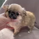 チワワ(ロング)【大阪府・男の子・2023年10月6日・フォーン】の写真3「しっかりしてきました(^^)」