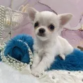 チワワ(ロング)【大阪府・男の子・2023年1月2日・ホワイト&クリーム】の写真4