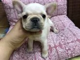 フレンチブルドッグ【大阪府・男の子・2018年7月8日・クリーム】の写真5