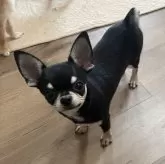 チワワ(スムース)【大阪府・男の子・2024年4月18日・ブラックタン】の写真5