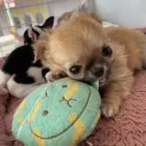 チワワ(ロング)【大阪府・男の子・2023年10月6日・フォーン】の写真5