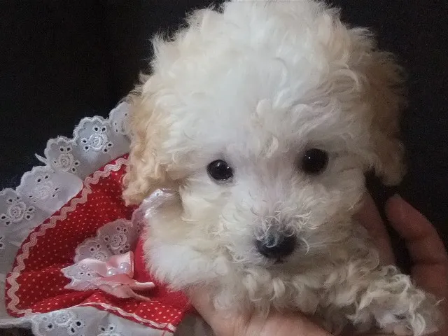 ID：1212-00069の子犬