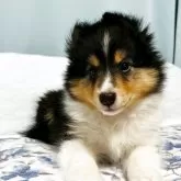 シェットランドシープドッグ