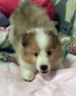 ID:1805-02177の子犬