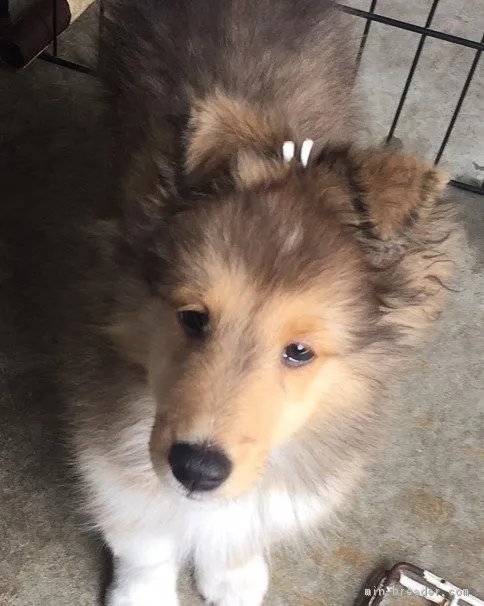 ID：1707-01764の子犬