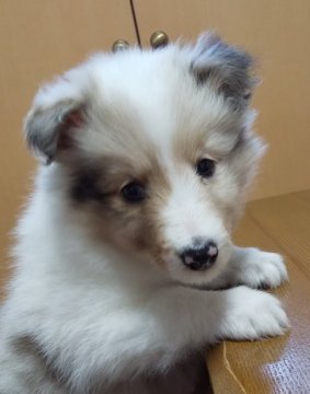 シェットランドシープドッグ【兵庫県・女の子・2019年12月26日・セーブルマール】の写真「綺麗なセーブルマールの女の子」