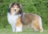 シェットランドシープドッグ【兵庫県・男の子・2020年4月20日・セーブル】の写真5「JKCチャンピオンの母犬です」