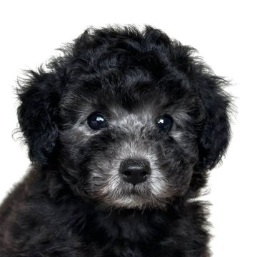 トイプードル(タイニー)【岩手県・男の子・2025年8月6日・シルバー(グレー)】の写真「シルバーの両親から生まれた良血統の男の子です」