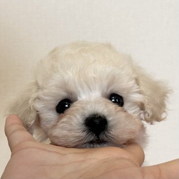 トイプードル(タイニー)【岩手県・男の子・2024年11月9日・ホワイト】の写真「ふわふわモコモコ⭐︎可愛らしい男の子です」