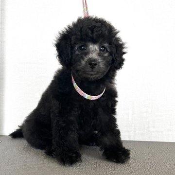 トイプードル(トイ)【岩手県・男の子・2025年1月28日・シルバー(グレー)】の写真「シルバーの両親から生まれた良血統の男の子です」