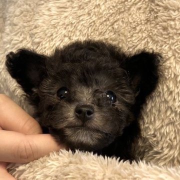 トイプードル(ティーカップ)【岩手県・女の子・2024年11月9日・シルバー(グレー)】の写真「とっても可愛らしい女の子です」