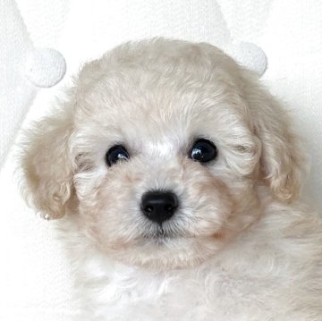 トイプードル(タイニー)【岩手県・男の子・2025年8月6日・ホワイト】の写真「良血統の可愛い男の子です」