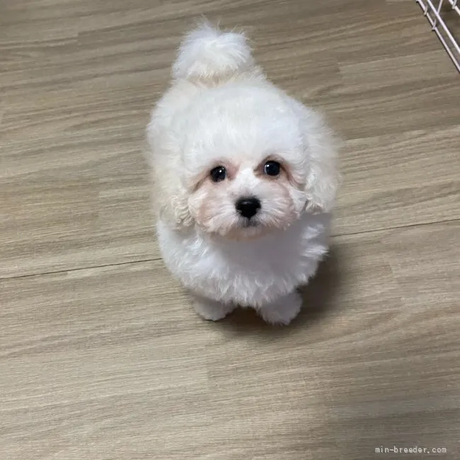 ID：2201-01853の子犬