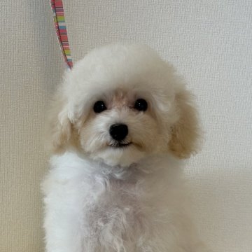 トイプードル(タイニー)【岩手県・男の子・2024年4月24日・ホワイト】の写真「お顔も性格も可愛い子です❤️」