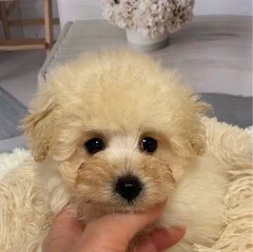 トイプードル(タイニー)【岩手県・男の子・2023年12月15日・クリーム】の写真「小さめモコモコクリームくん」